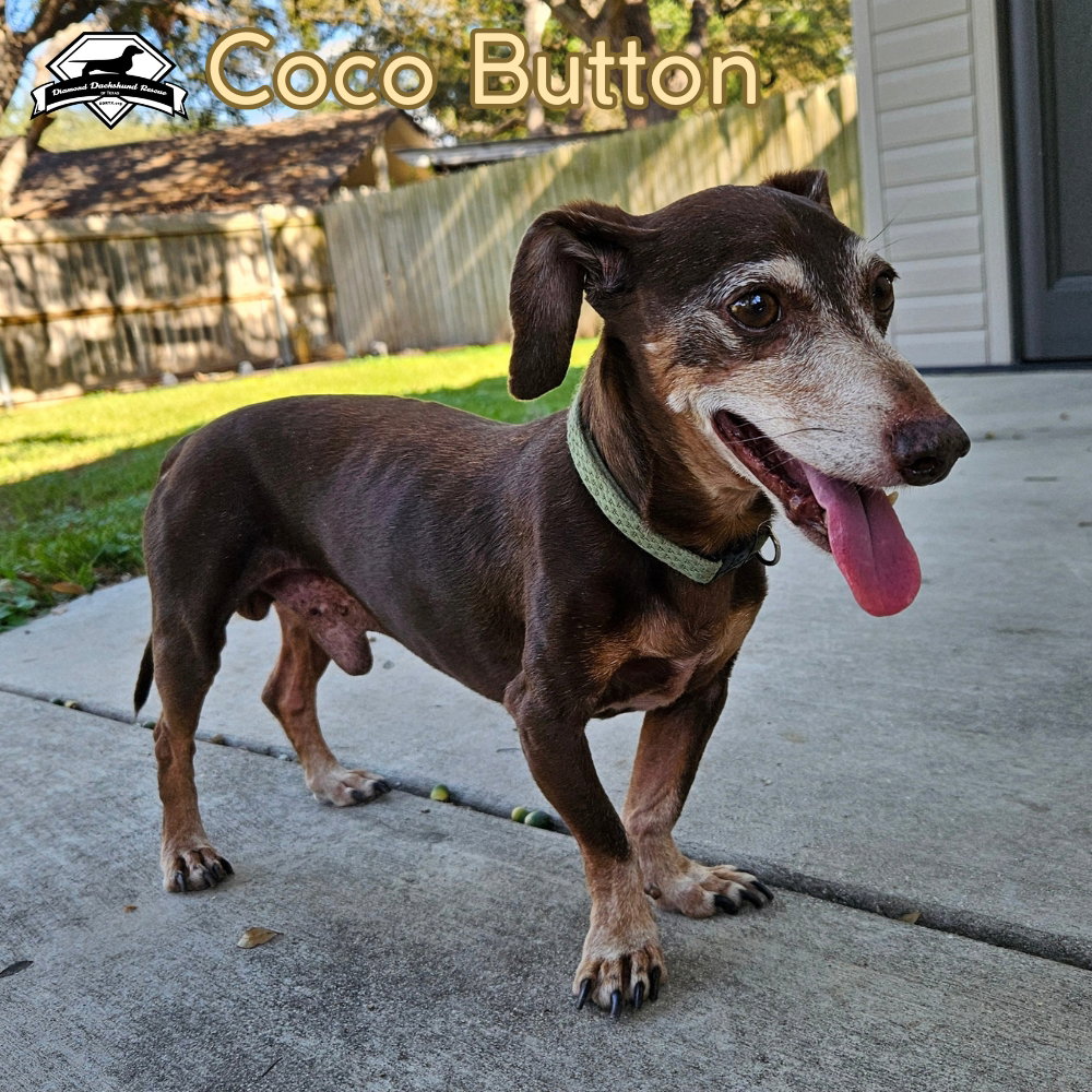 Coco Button, photo 9