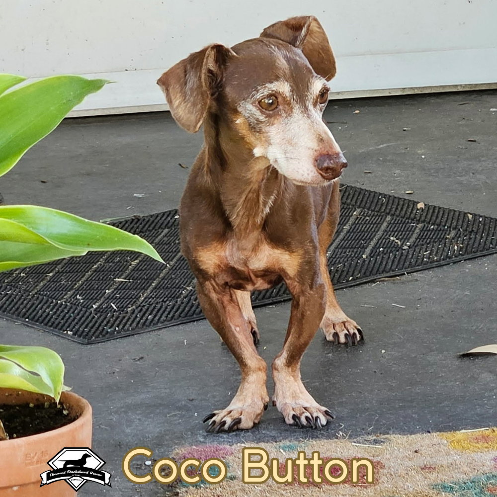 Coco Button, photo 10