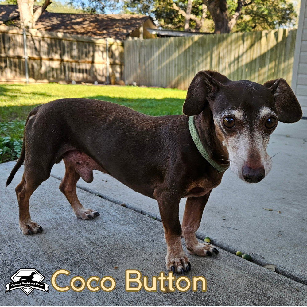 Coco Button, photo 11