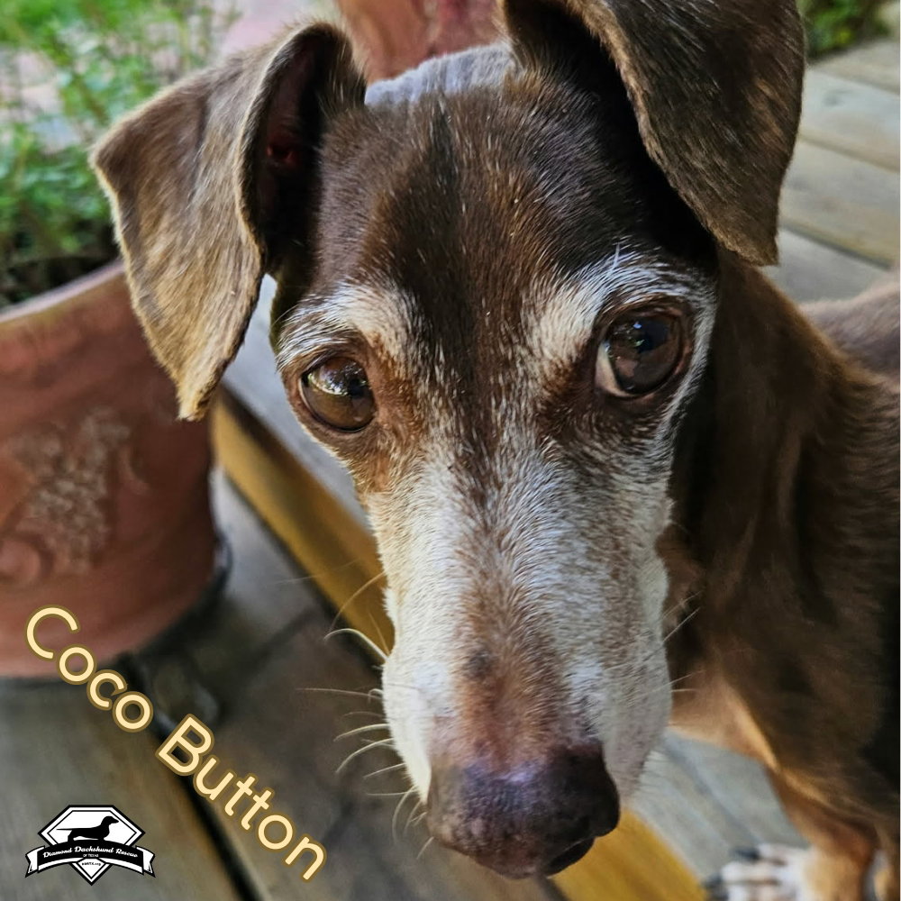 Coco Button, photo 12