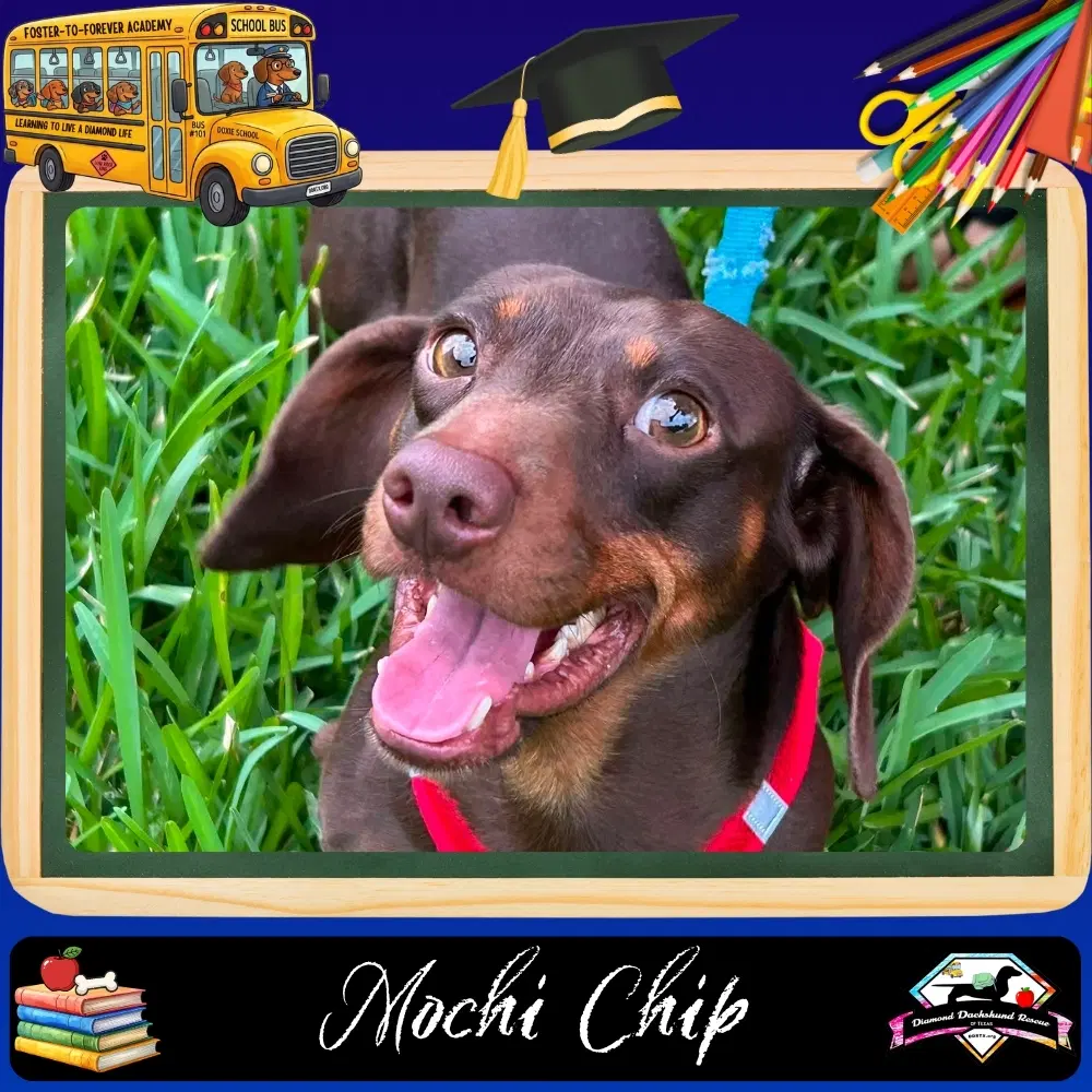 Mochi Chip - Dachshund