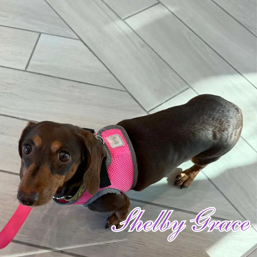 Shelby Grace image 4