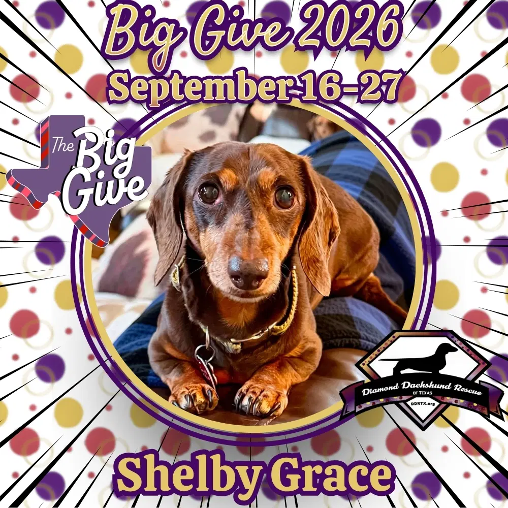 Shelby Grace - Dachshund