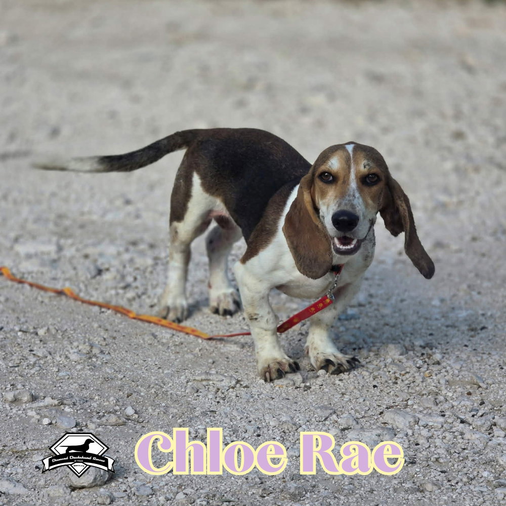 Chloe Rae, photo 2