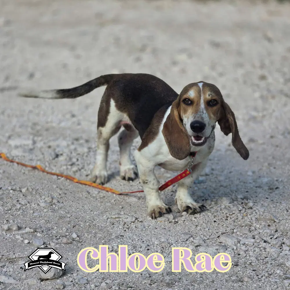 Chloe Rae image 2