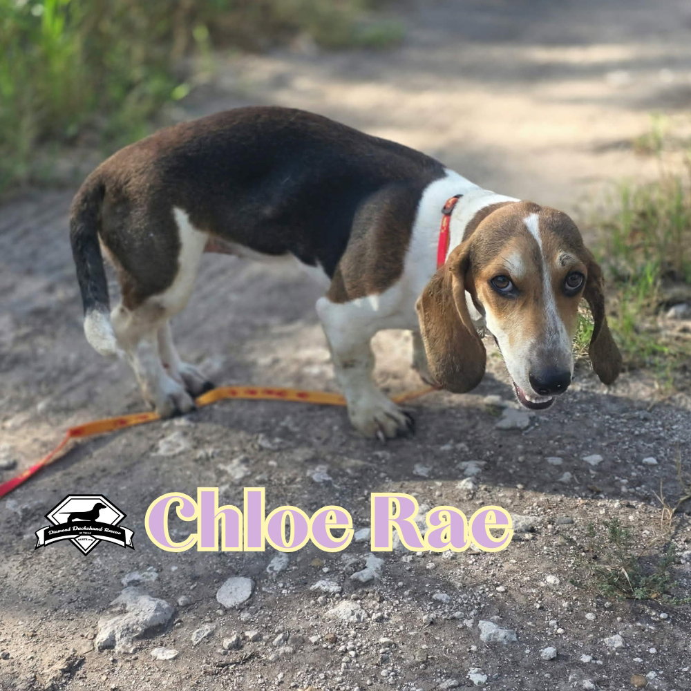 Chloe Rae, photo 5