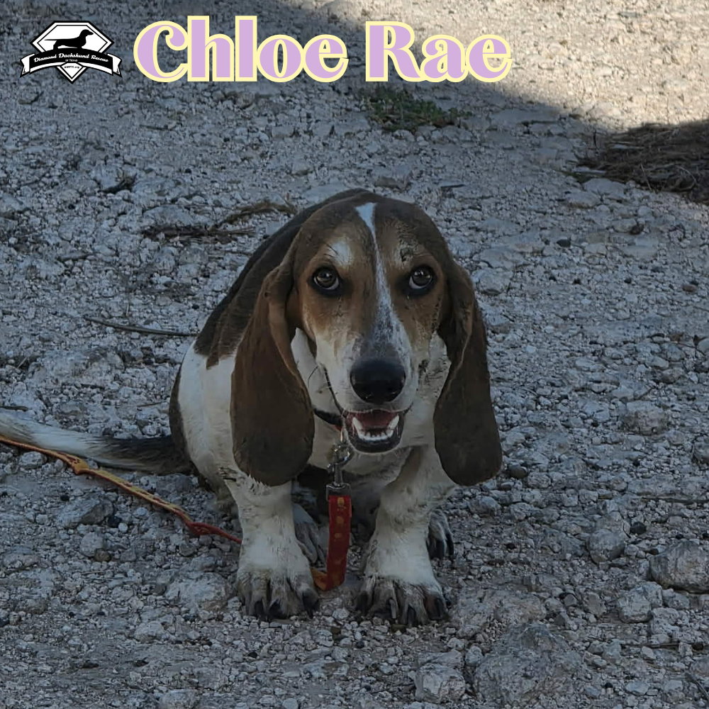 Chloe Rae, photo 6