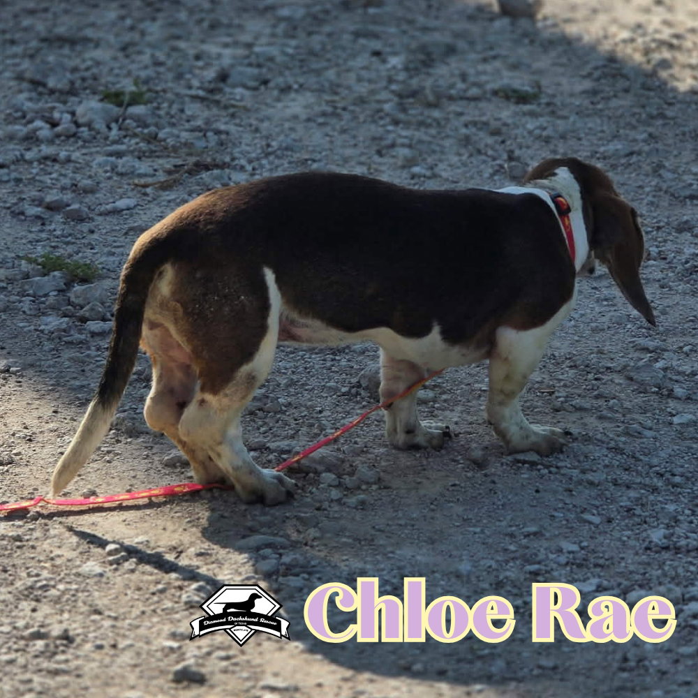 Chloe Rae, photo 7
