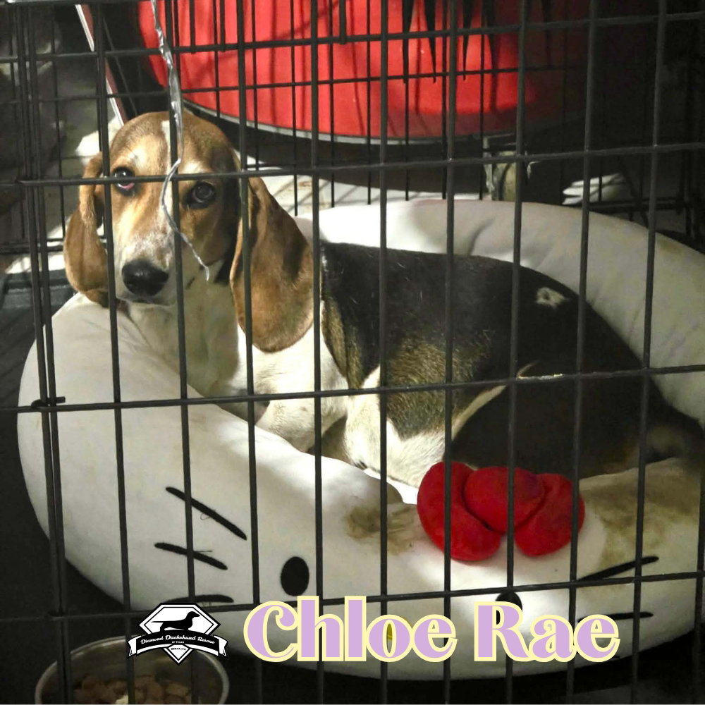 Chloe Rae, photo 8