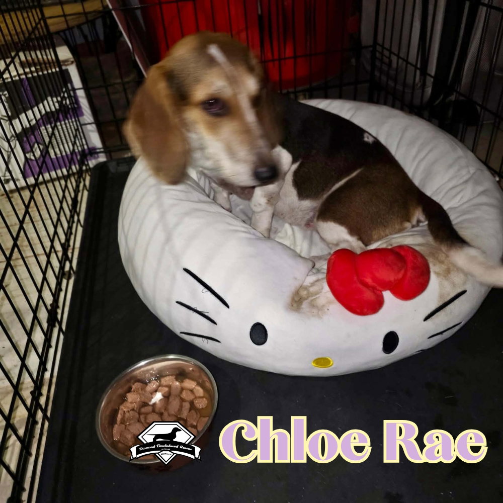 Chloe Rae, photo 9