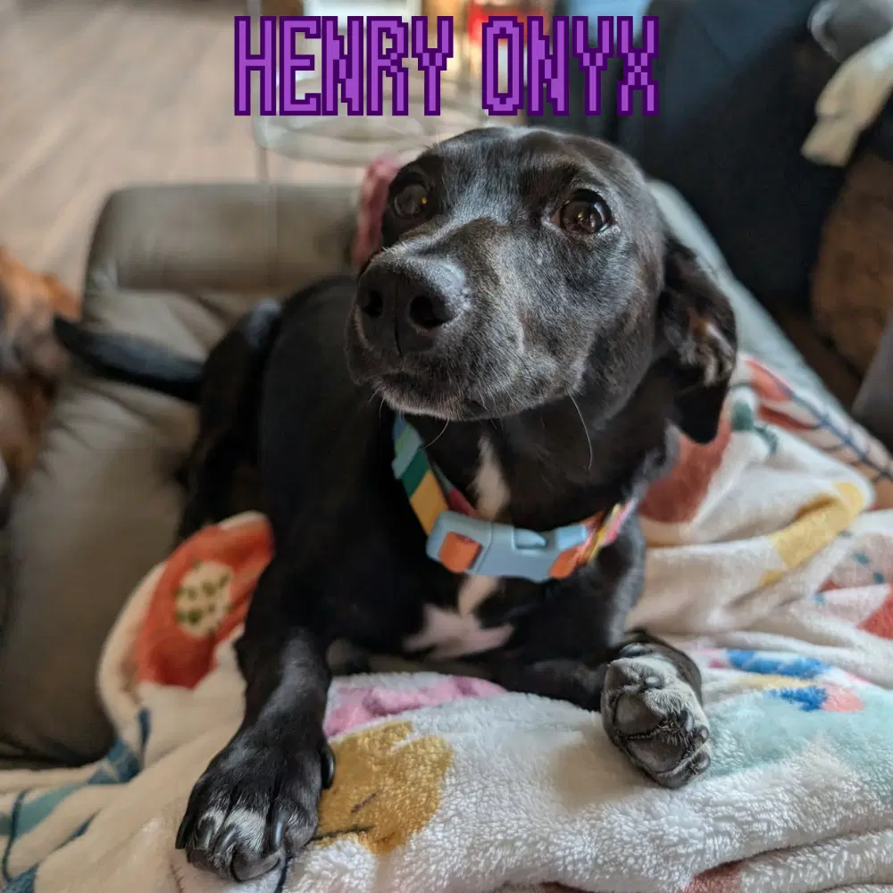 Henry Onyx image 2