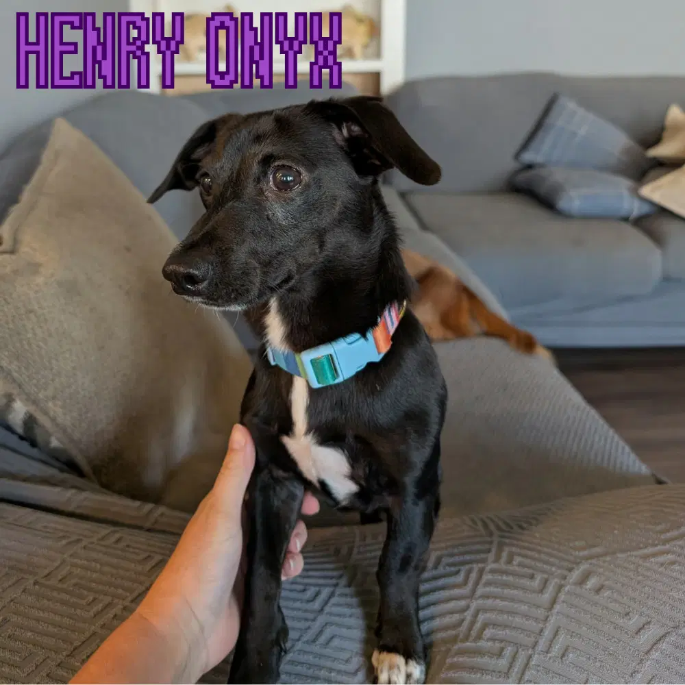 Henry Onyx image 4
