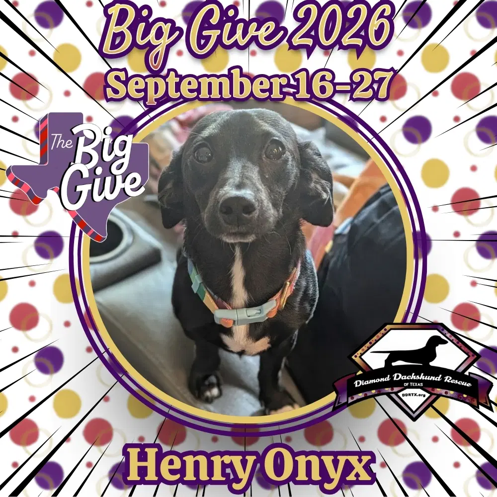 Henry Onyx - Dachshund
