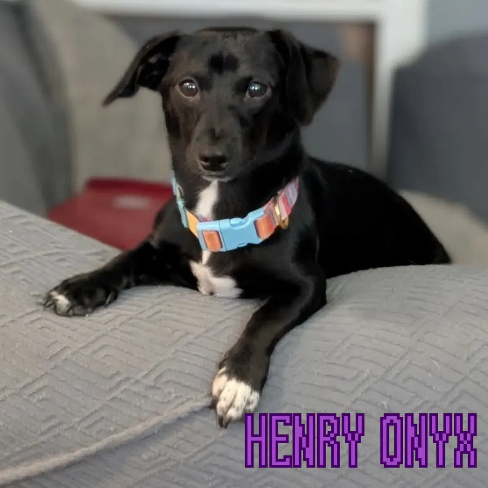 Henry Onyx image 3