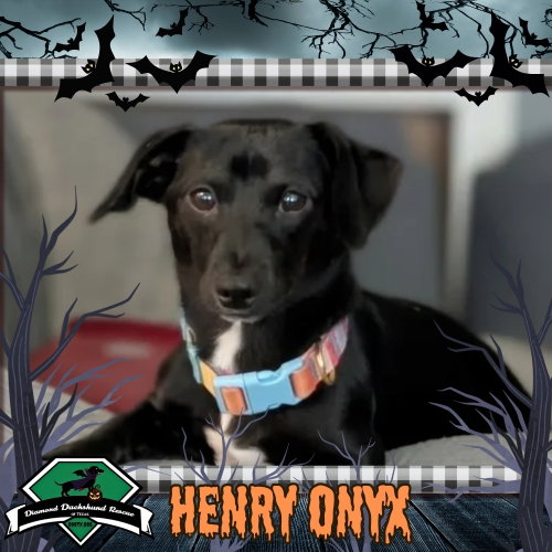 Henry Onyx, a dog for adoption from Diamond Dachshund Rescue of Texas