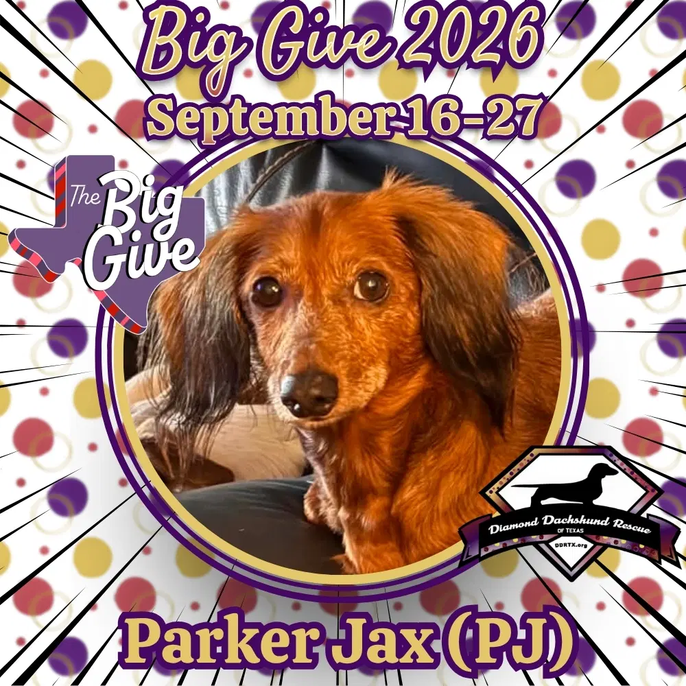 Parker Jax Pj - Dachshund