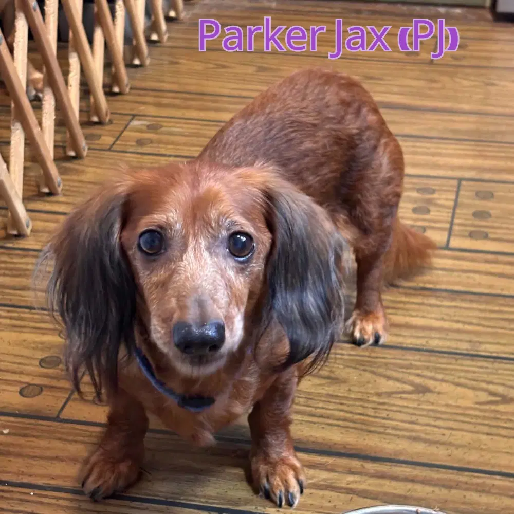 Parker Jax Pj image 2