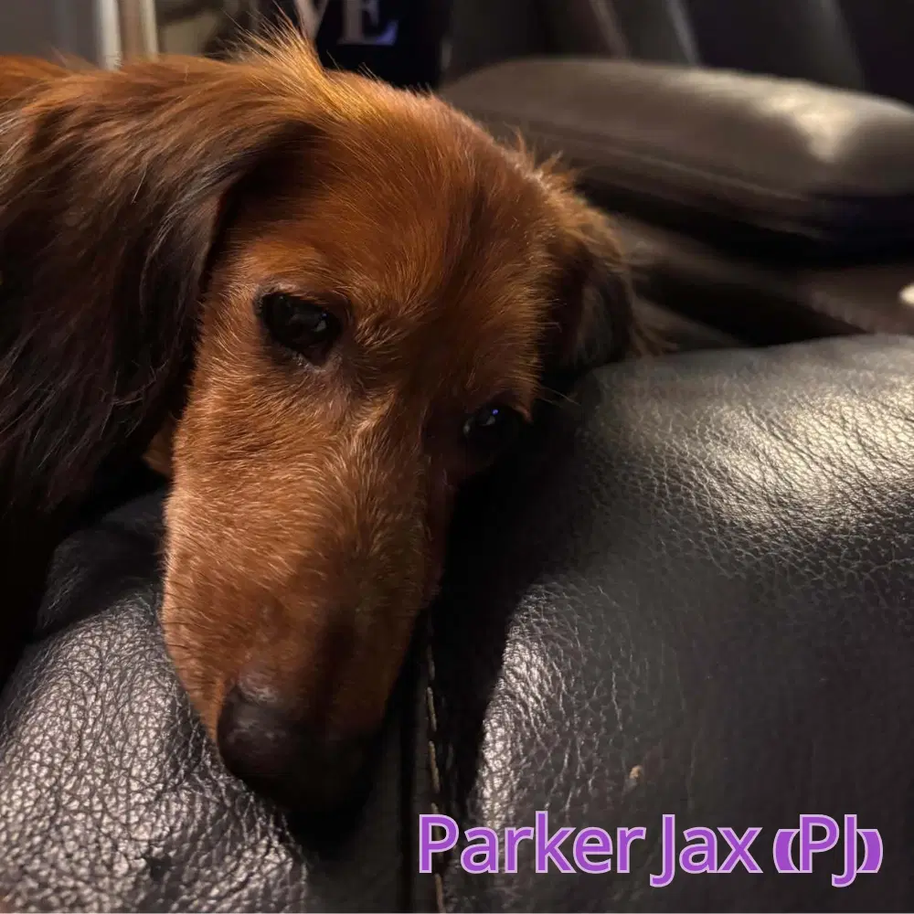 Parker Jax Pj image 4