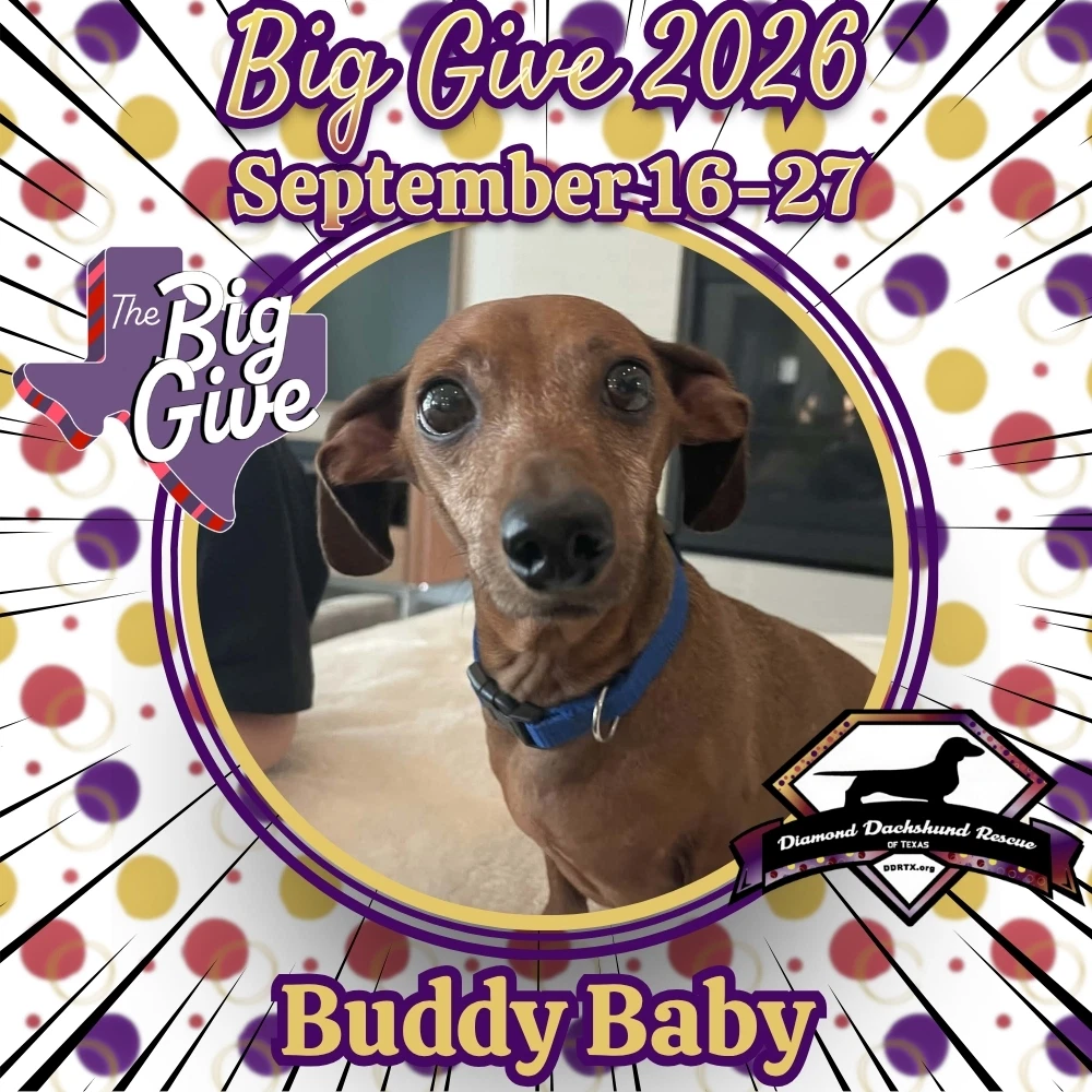 Buddy Baby