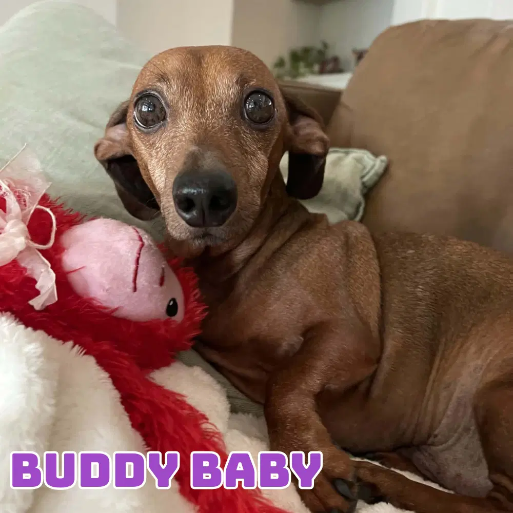 Buddy Baby image 3