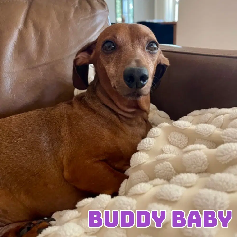 Buddy Baby image 4