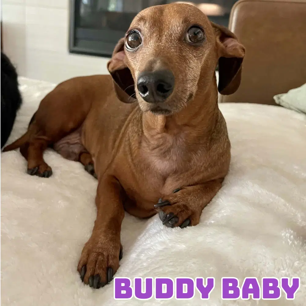 Buddy Baby image 2