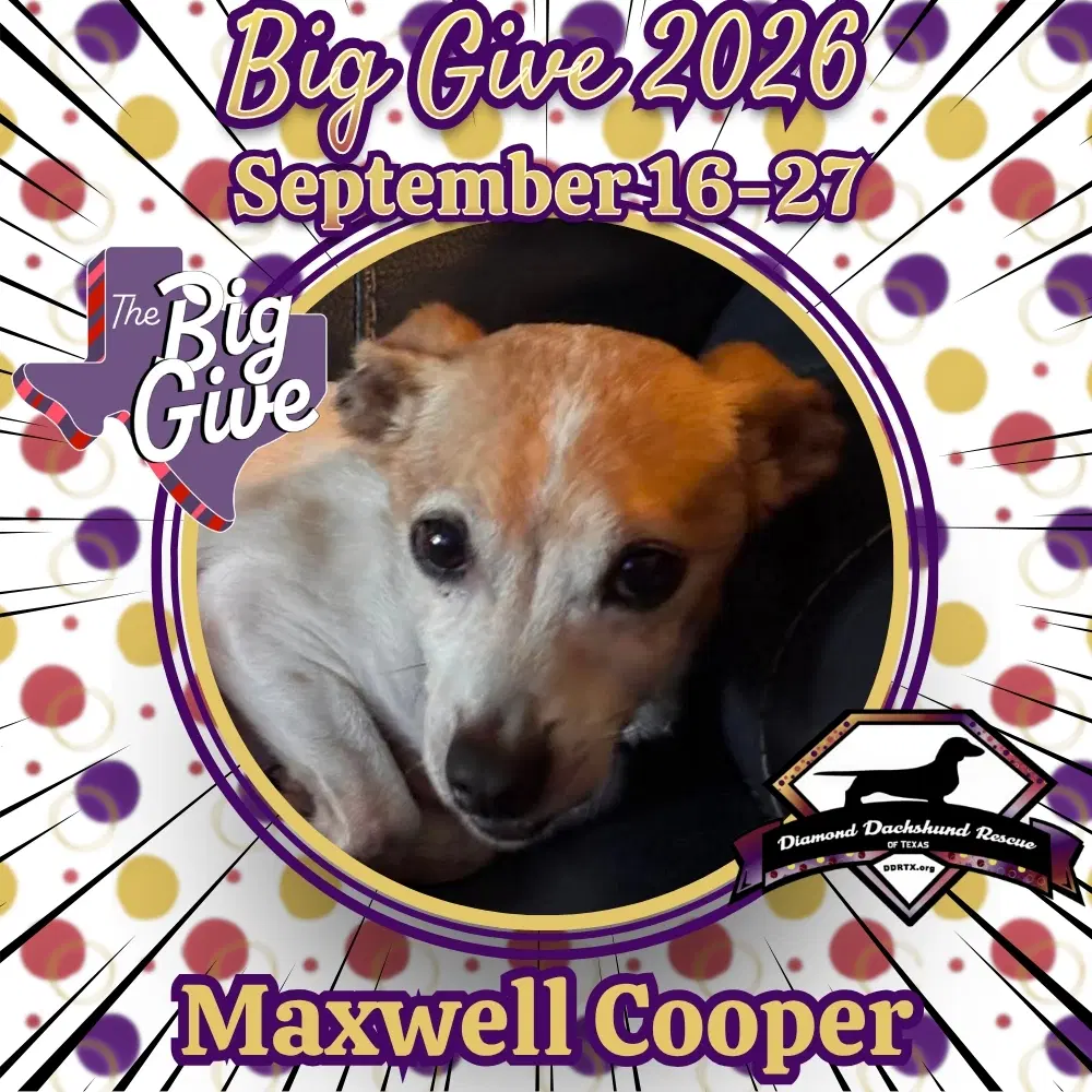 Maxwell Cooper - Dachshund