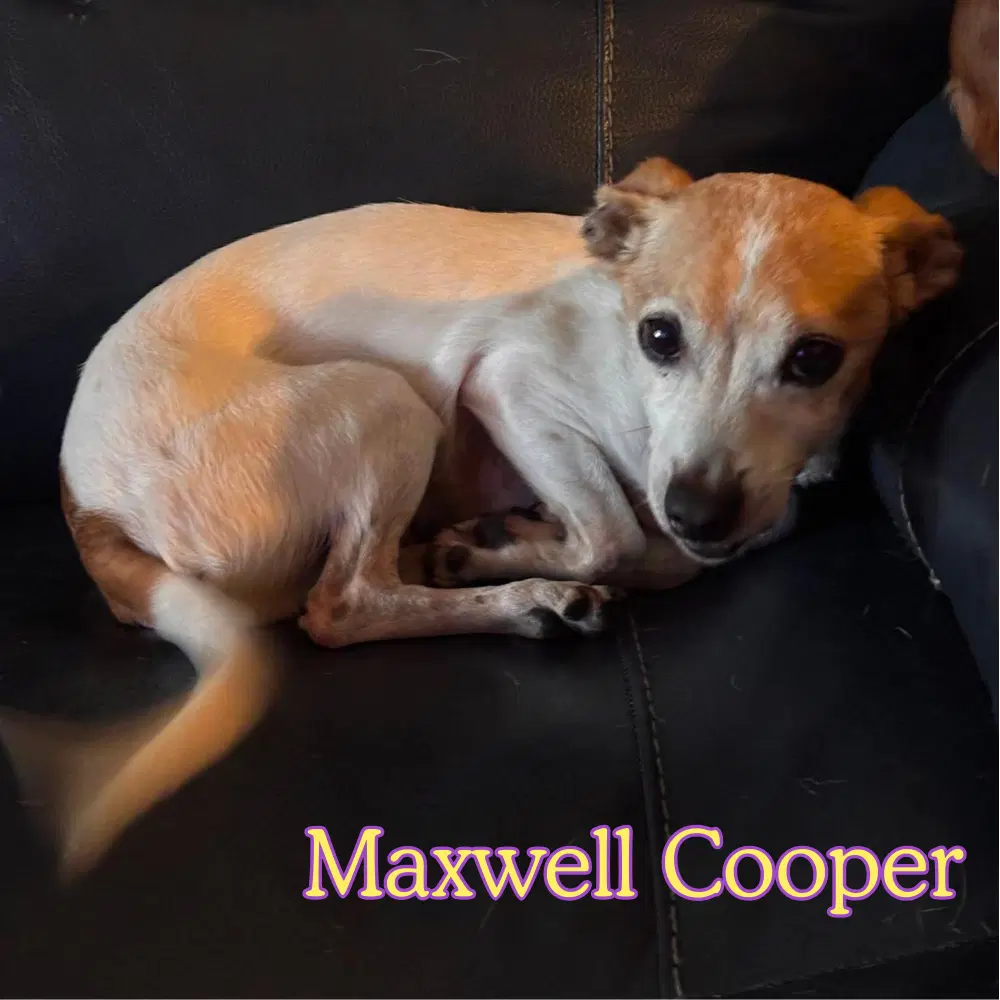 Maxwell Cooper image 4