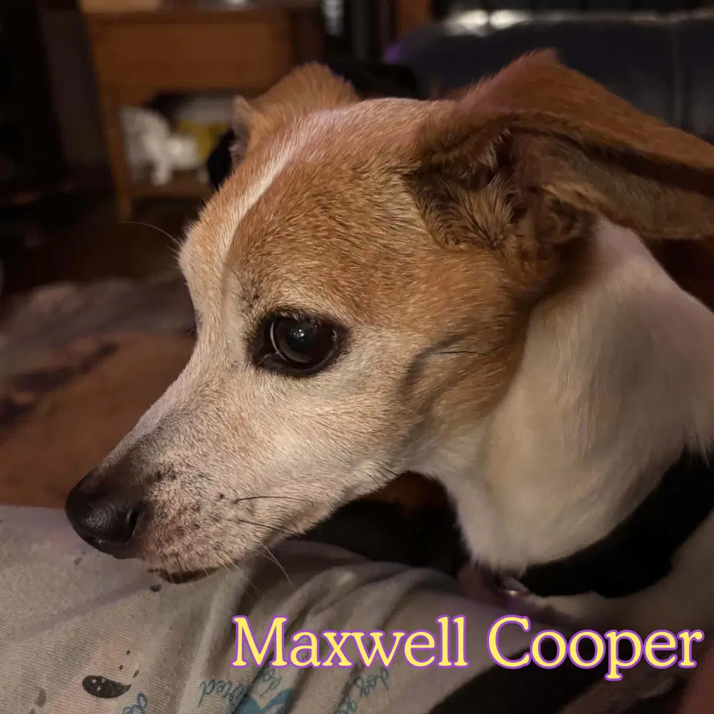 Maxwell Cooper image 2