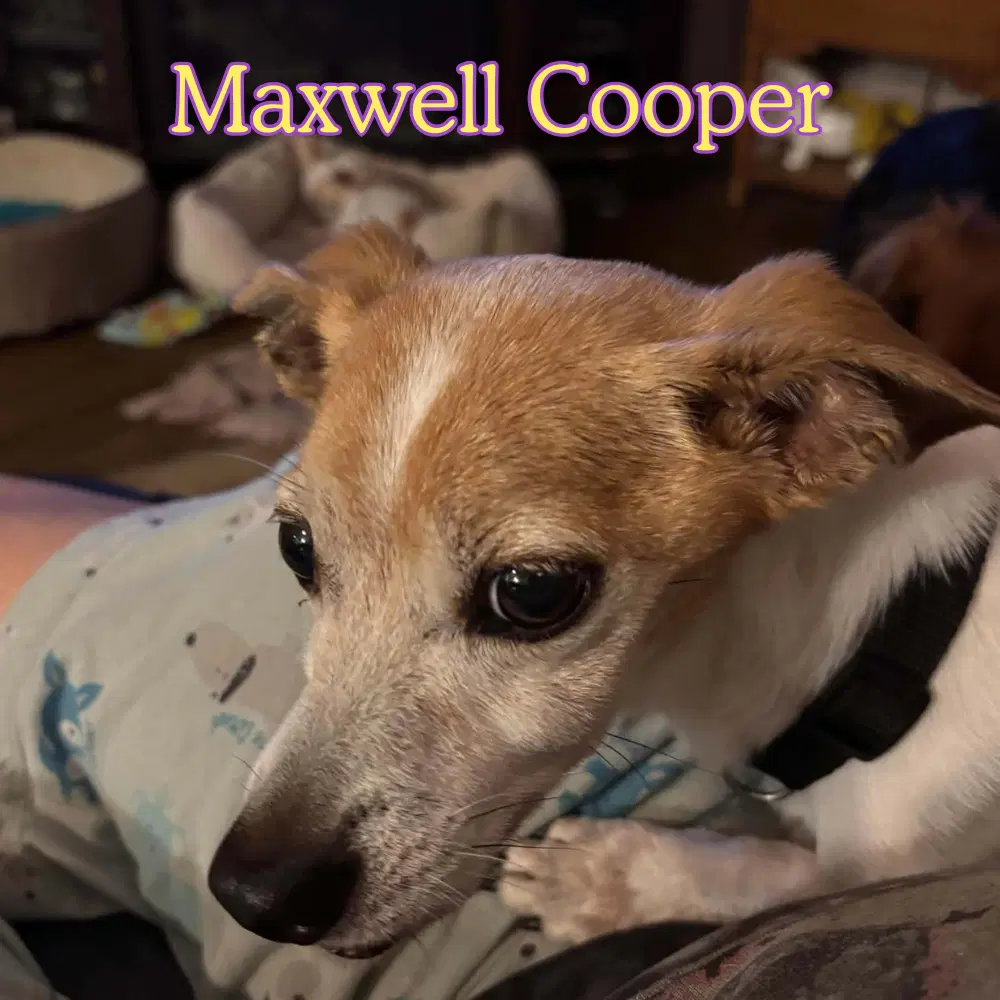 Maxwell Cooper image 3