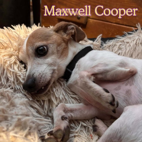 Photo 6 of Maxwell Cooper