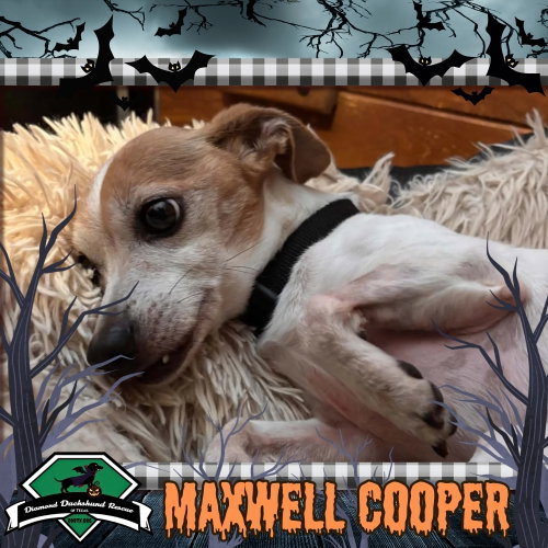 Maxwell Cooper, a dog for adoption from Diamond Dachshund Rescue of Texas