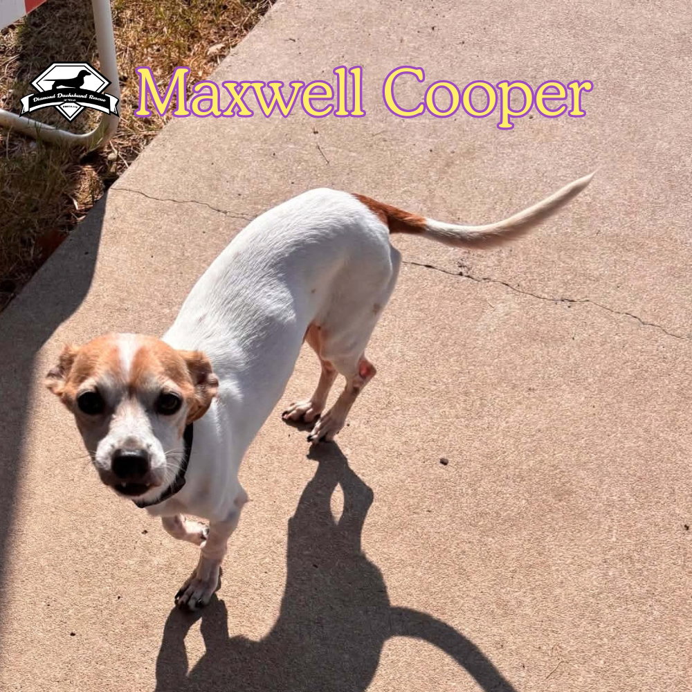 Maxwell Cooper, photo 5