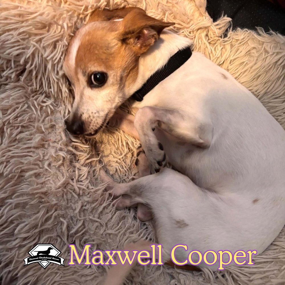 Maxwell Cooper, photo 8