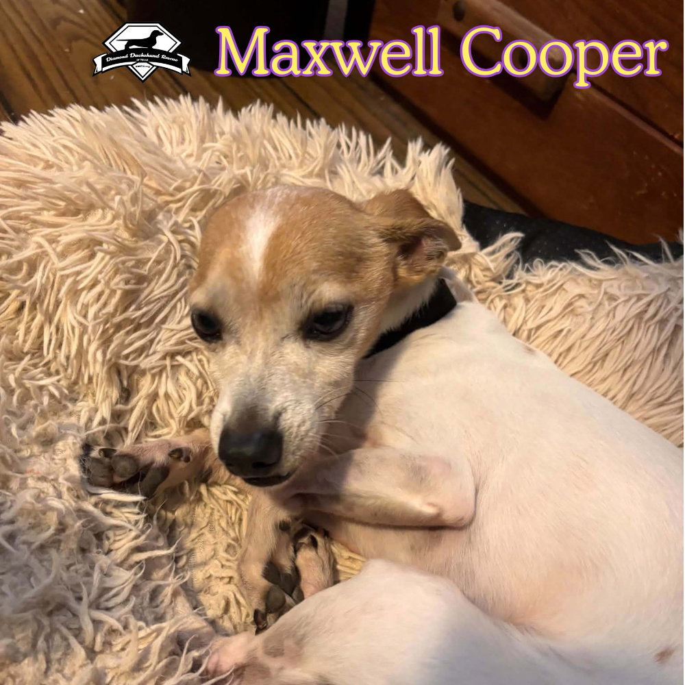 Maxwell Cooper, photo 9