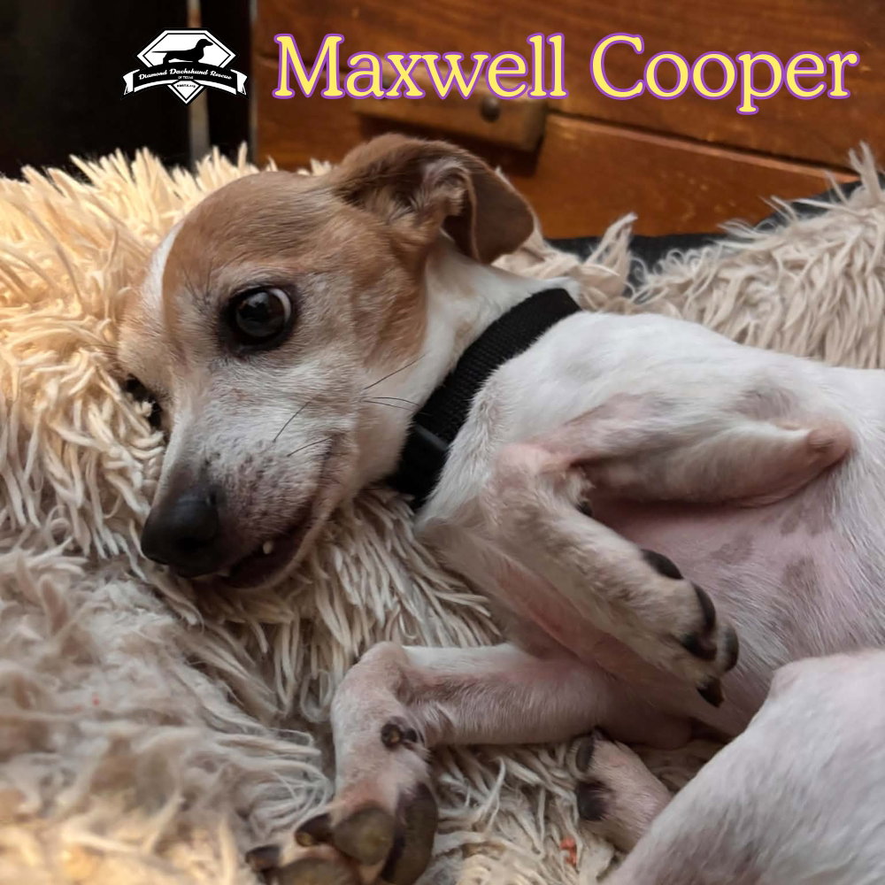 Maxwell Cooper, photo 13