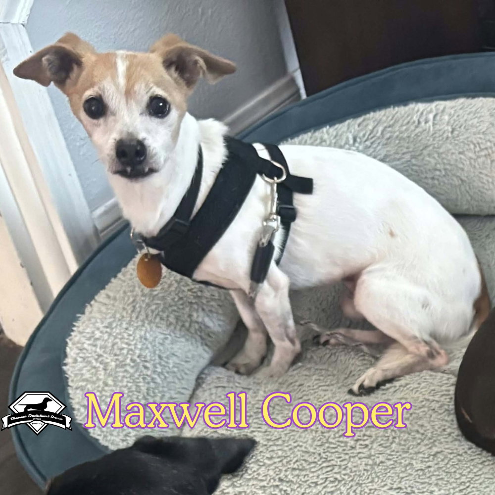 Maxwell Cooper, photo 6