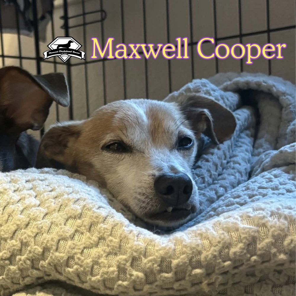 Maxwell Cooper, photo 7