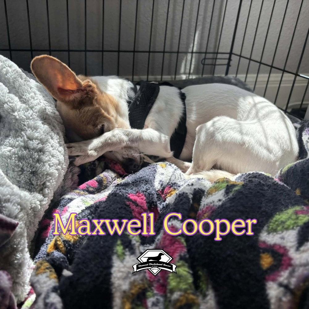 Maxwell Cooper, photo 14