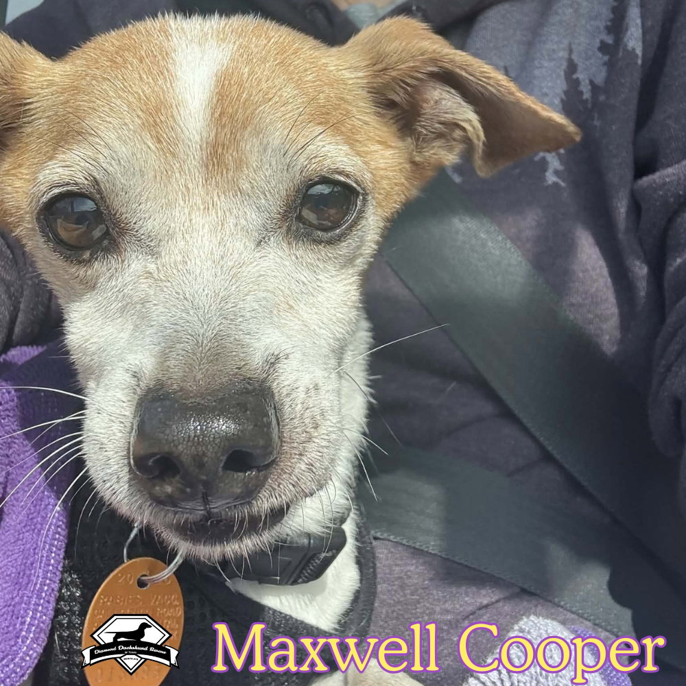 Maxwell Cooper, photo 15