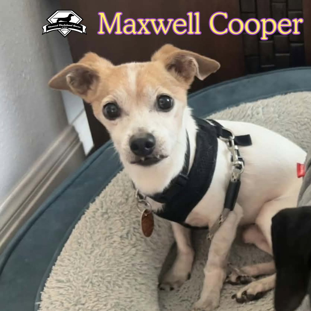 Maxwell Cooper, photo 16