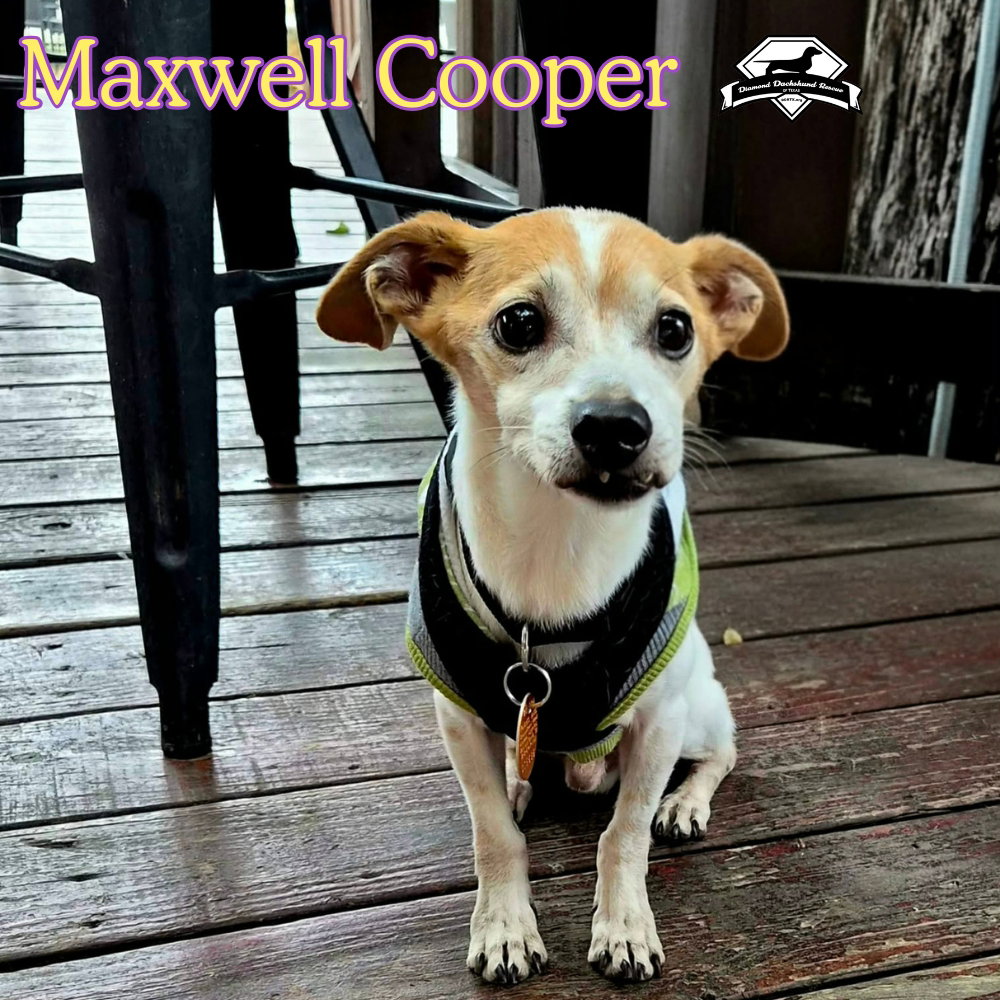 Maxwell Cooper, photo 2