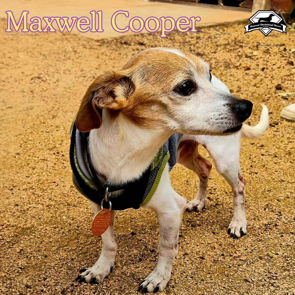 Maxwell Cooper, photo 18