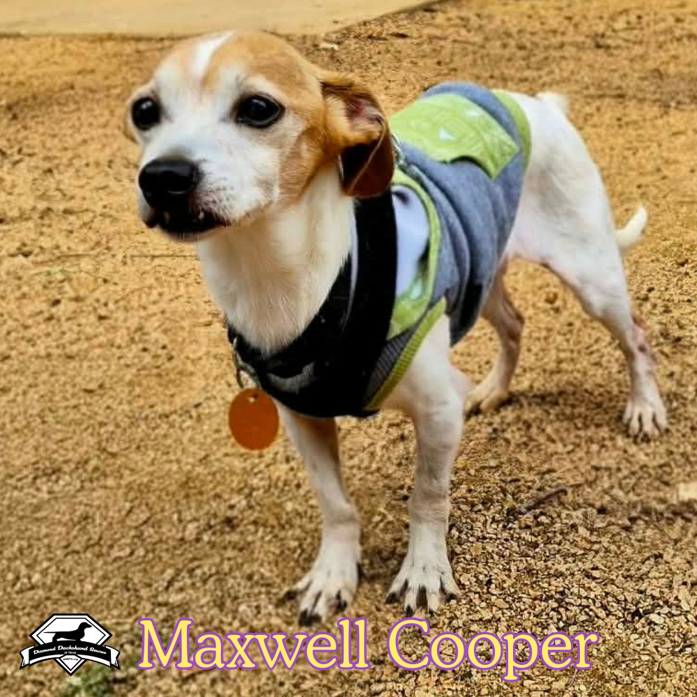 Maxwell Cooper, photo 21