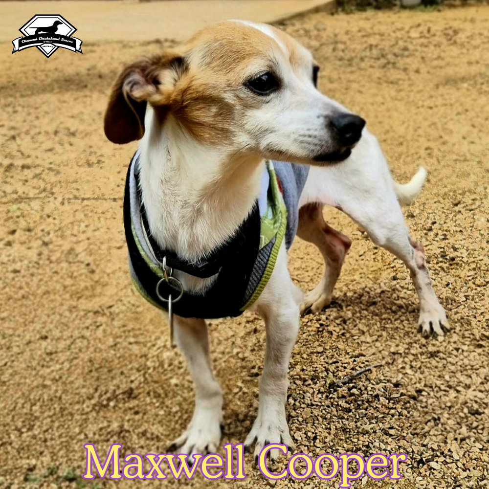 Maxwell Cooper, photo 22