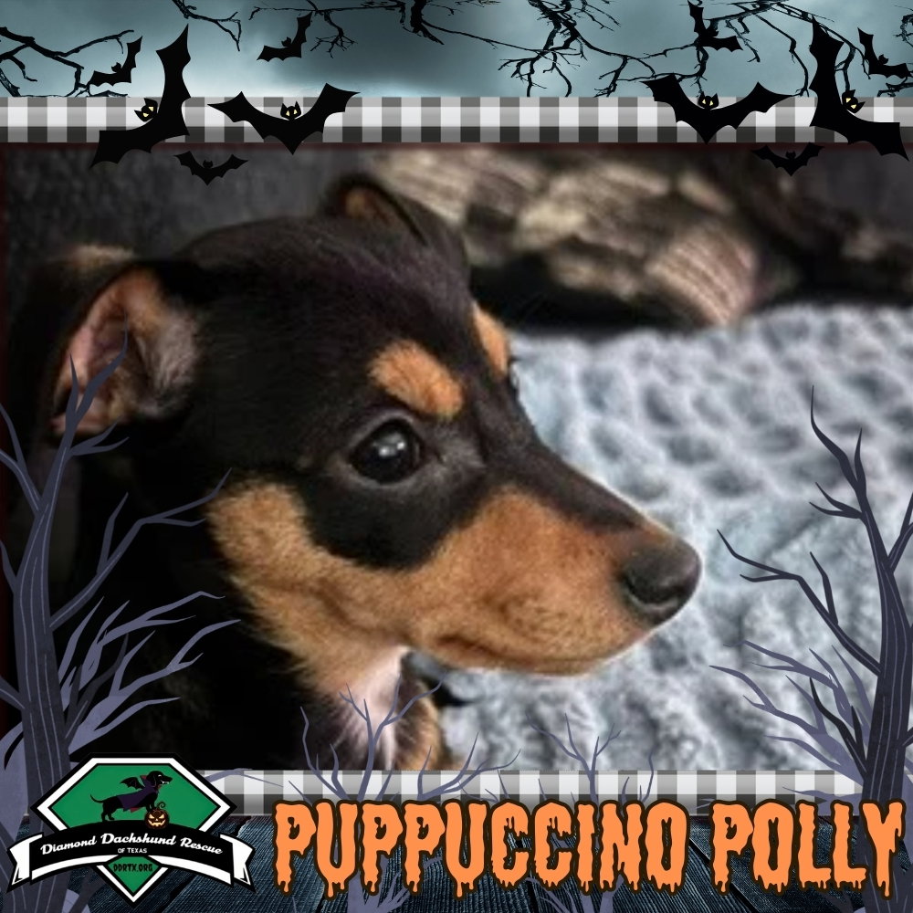 Puppuccino Polly, Dachshund
