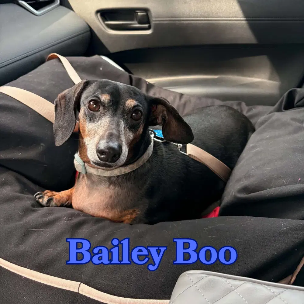 Bailey Boo image 2