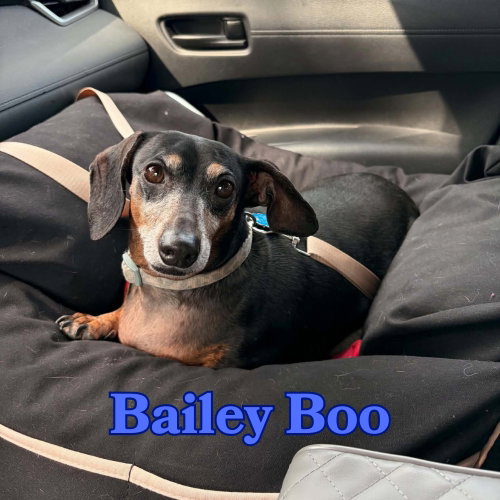 Photo 2 of Bailey Boo