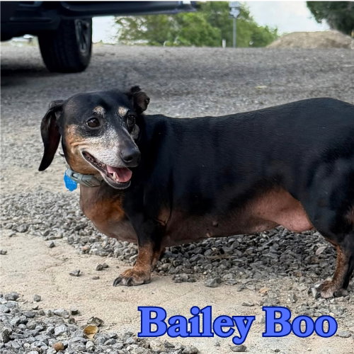 Photo 5 of Bailey Boo