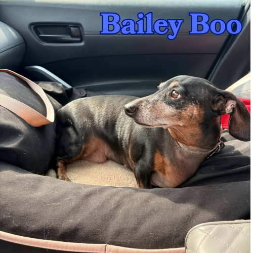 Photo 6 of Bailey Boo